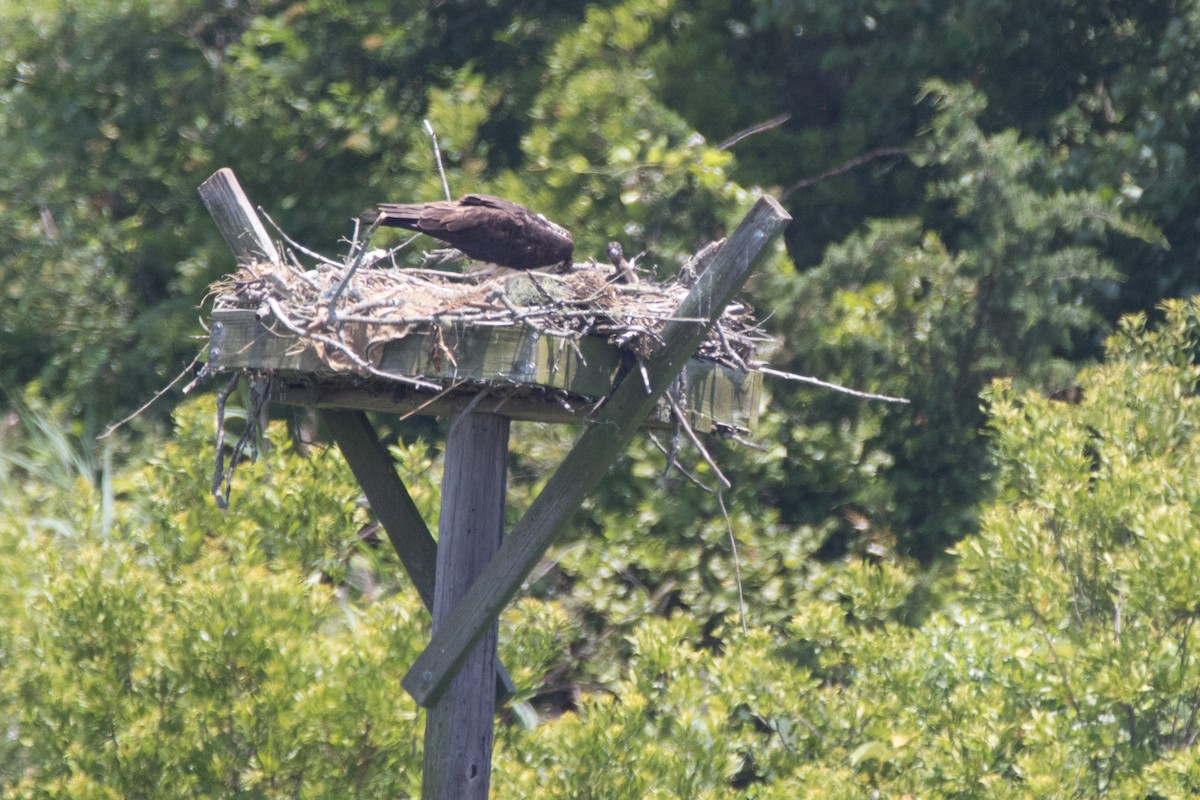 Osprey - ML61615571