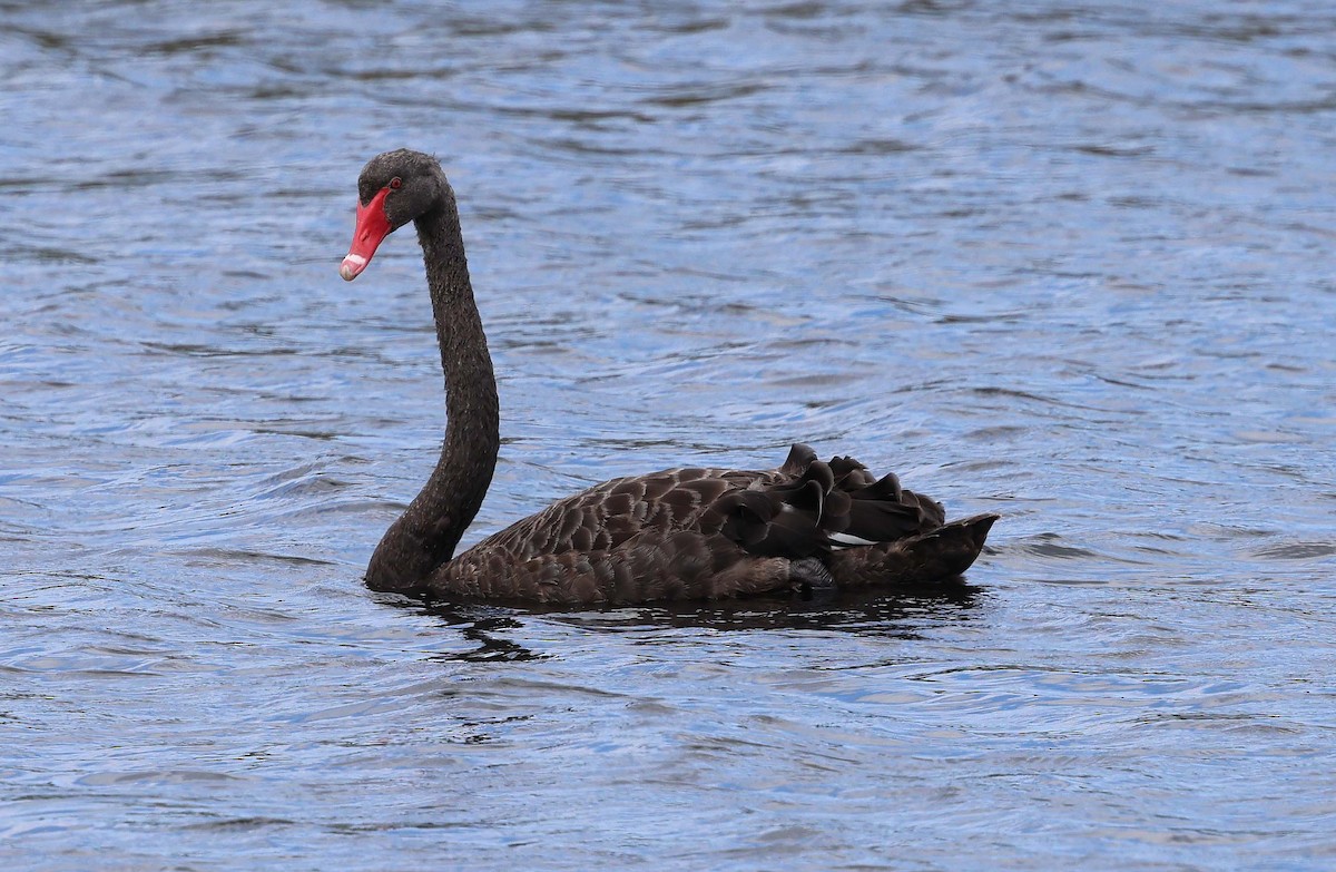 Black Swan - Ashley Banwell