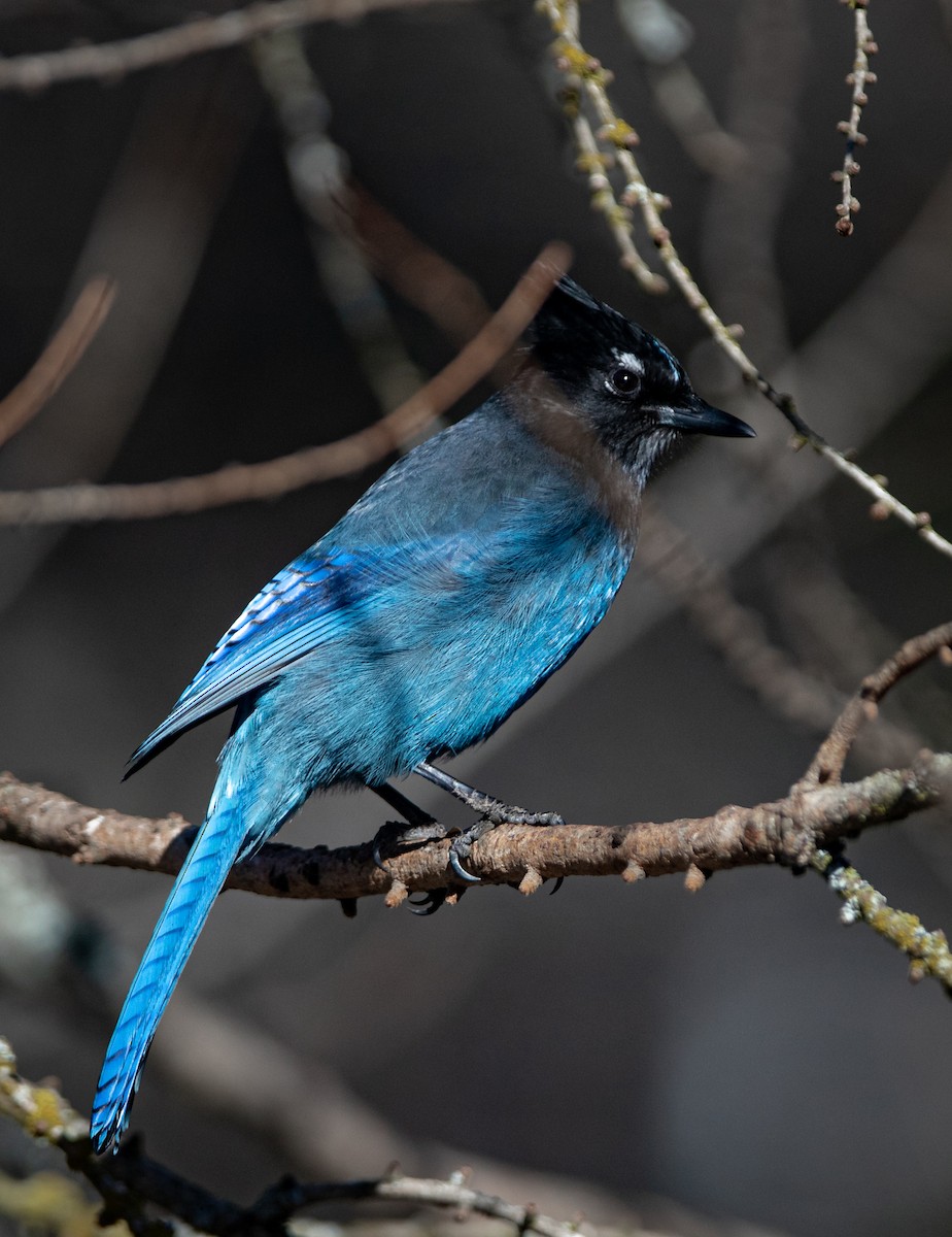 Steller's Jay - ML616155747