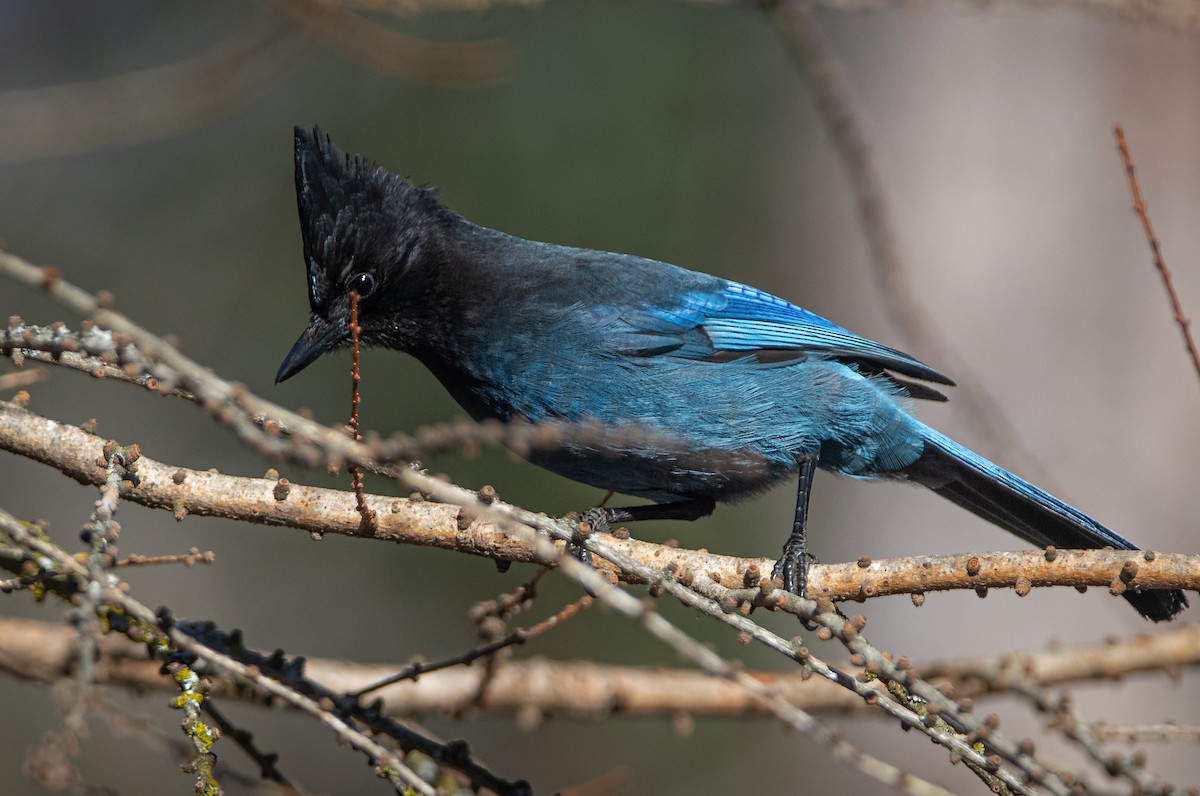 Steller's Jay - ML616155750