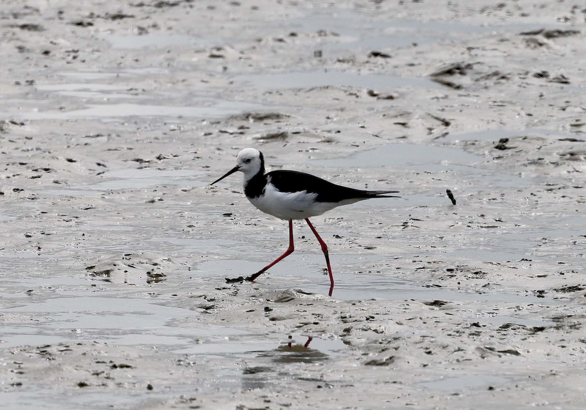 Pied Stilt - Ashley Banwell