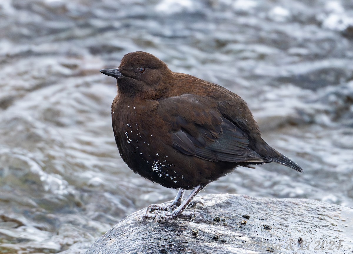 Brown Dipper - Lisa & Li Li