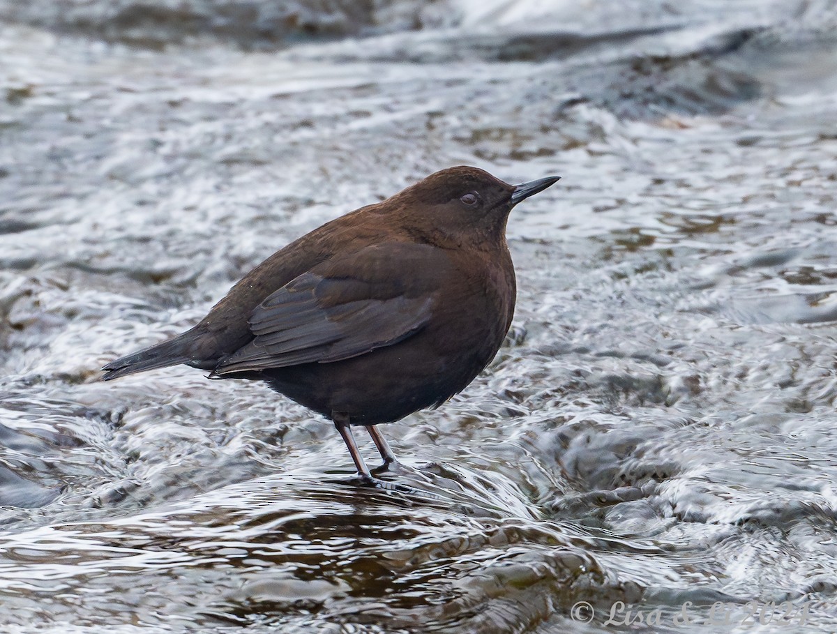 Brown Dipper - ML616155800