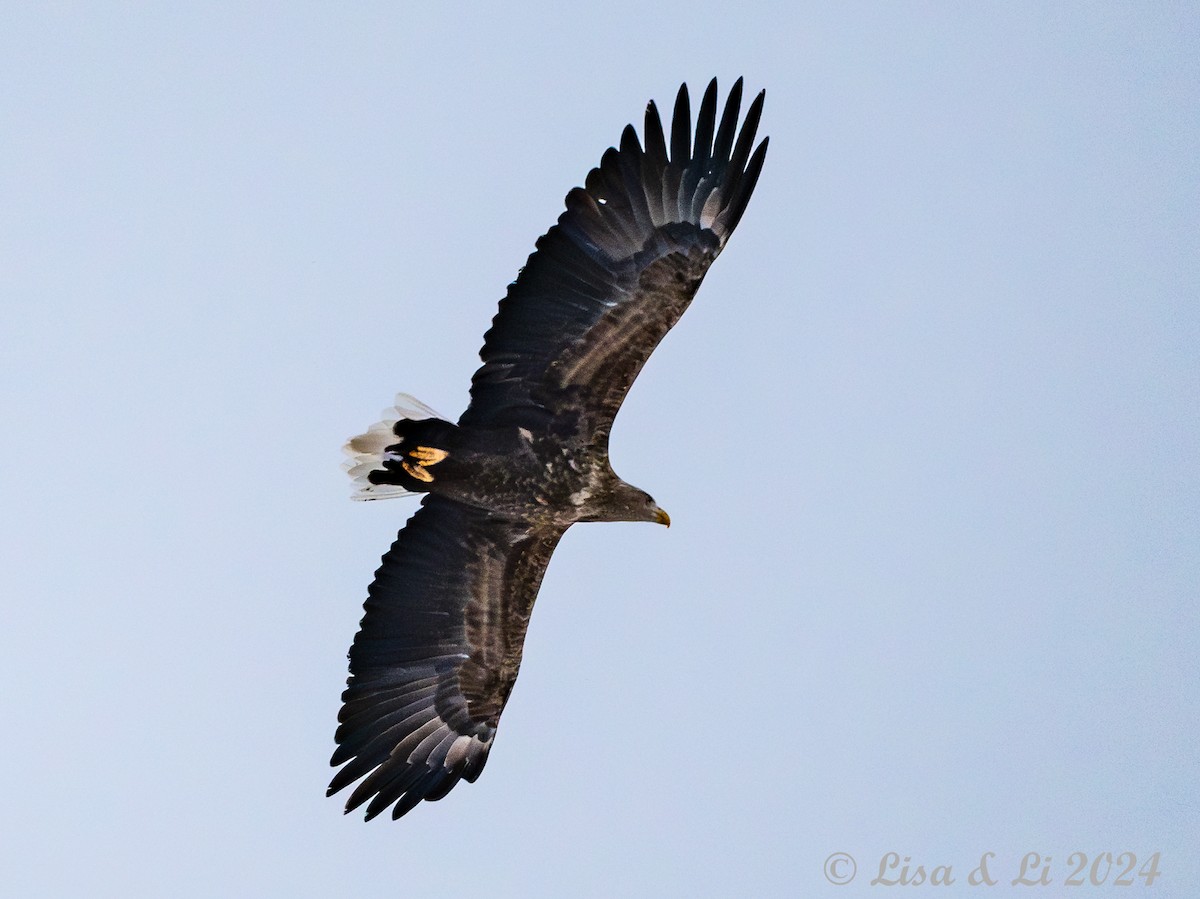 White-tailed Eagle - ML616155803