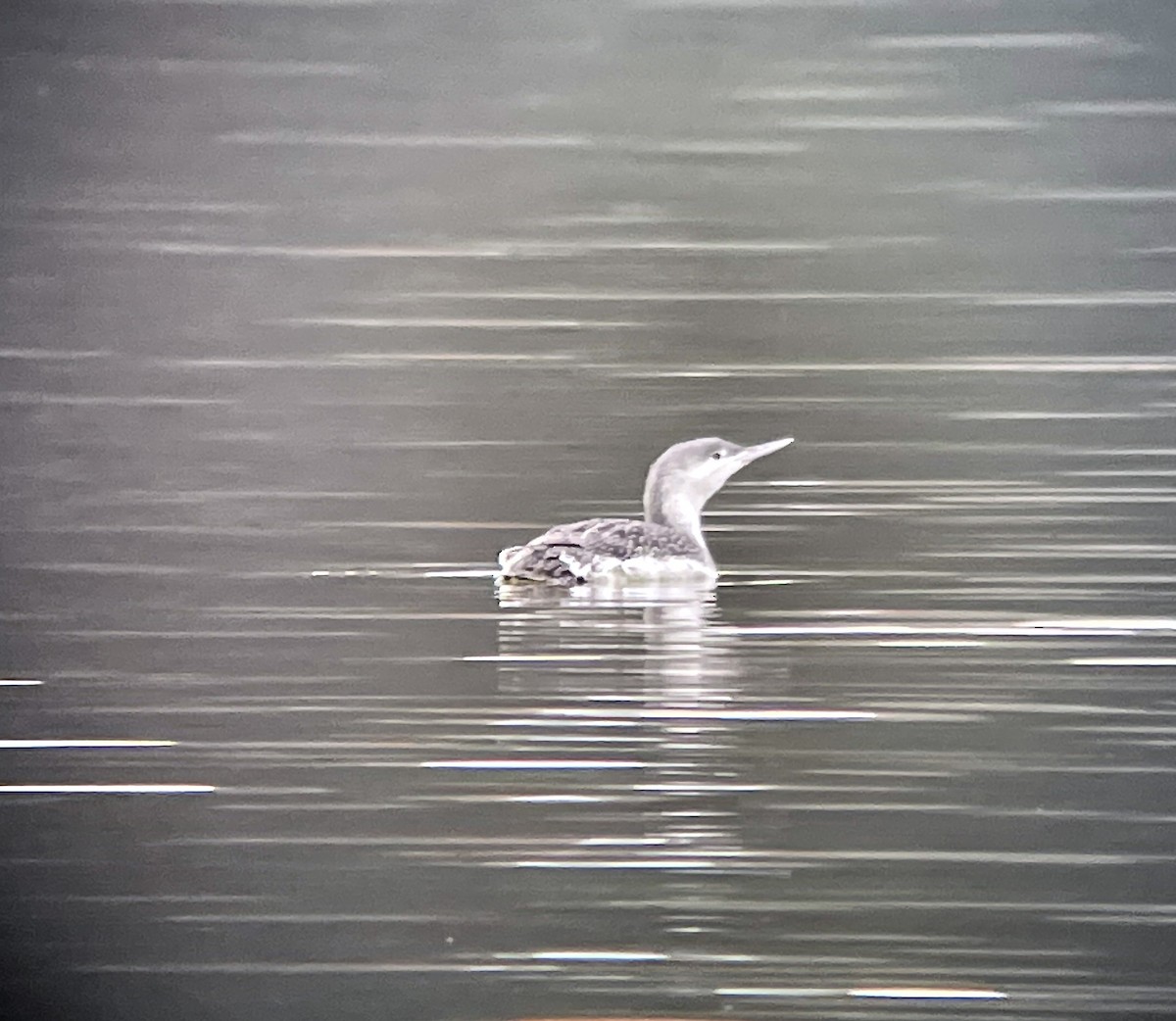 Red-throated Loon - Dwayne Martin