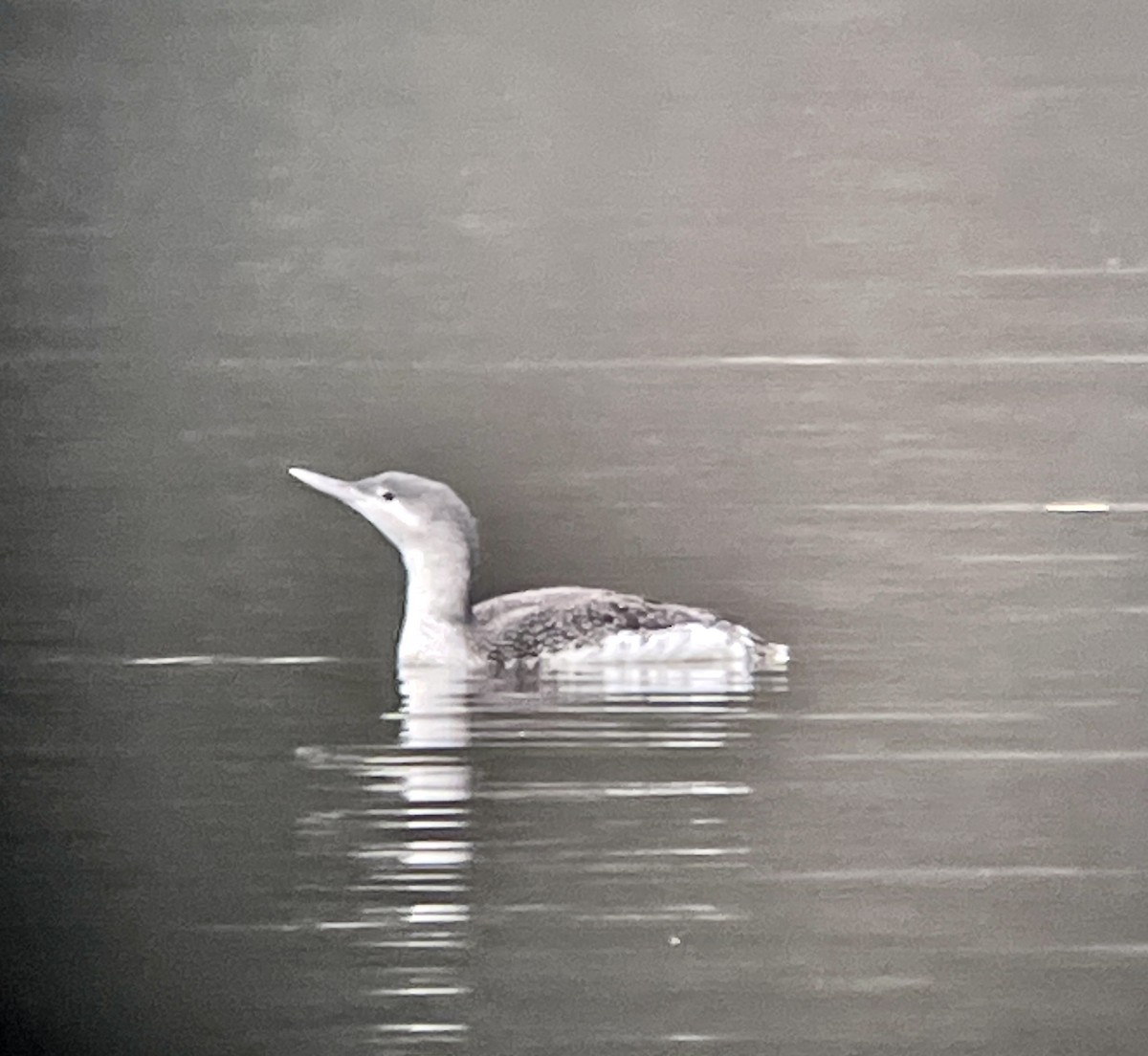 Red-throated Loon - Dwayne Martin