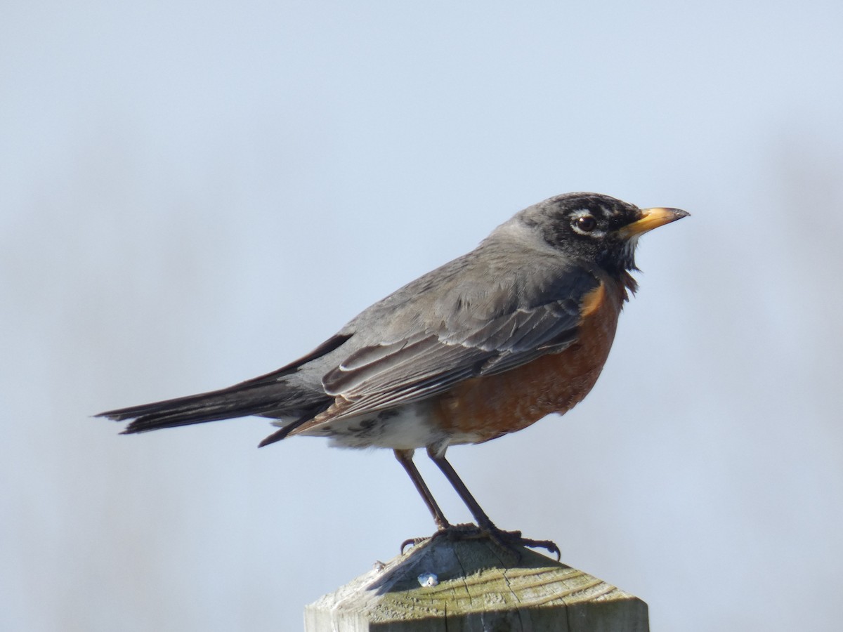 American Robin - David Riddle