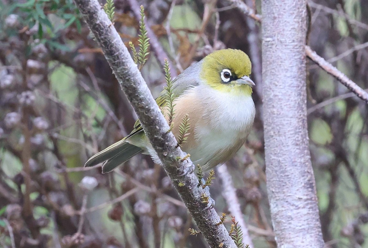 Silvereye - Ashley Banwell