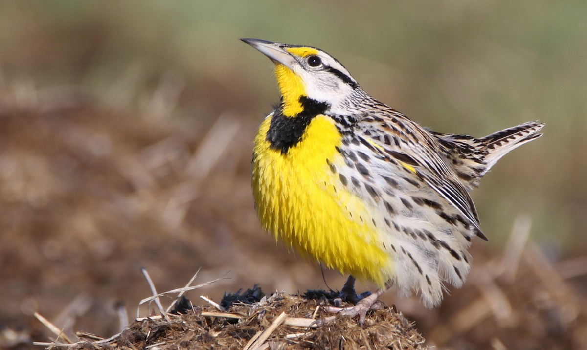 Eastern Meadowlark - David Woodhouse