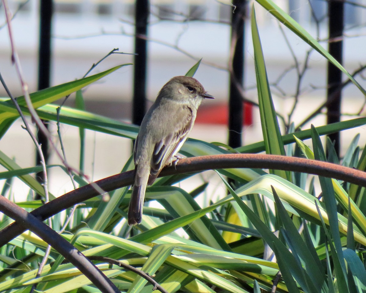 Eastern Phoebe - ML616156027