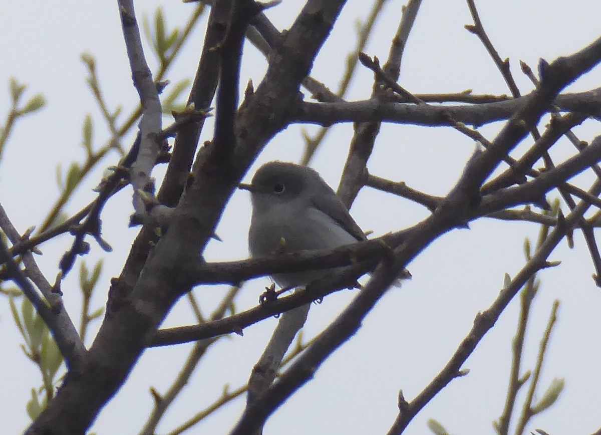 Gobemoucheron gris-bleu - ML616156071