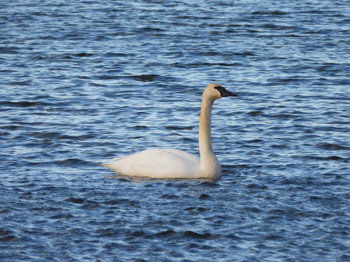 Trumpeter Swan - ML616156087