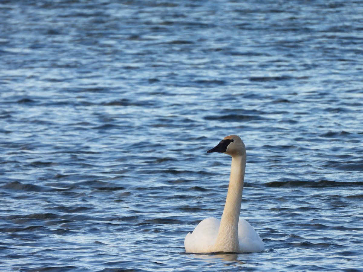 Trumpeter Swan - ML616156088