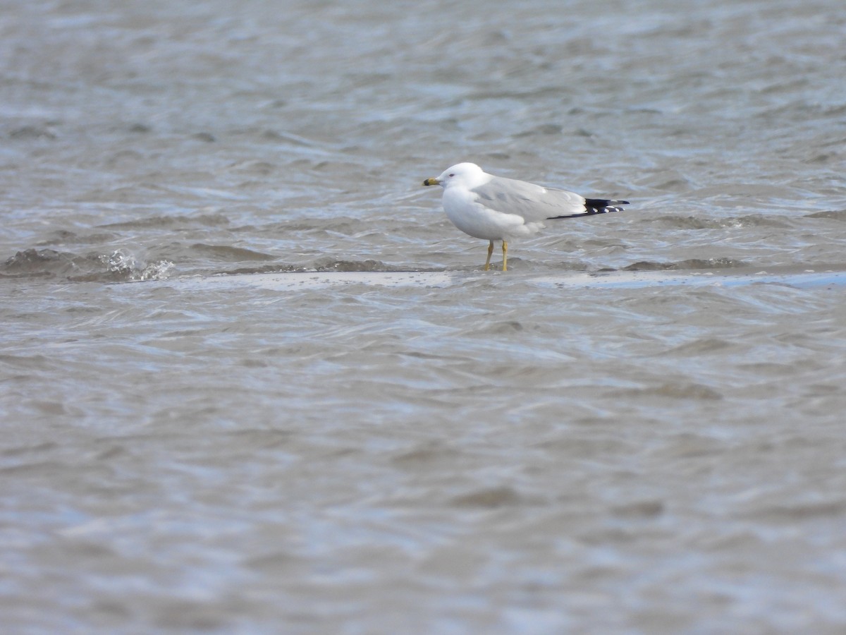Ring-billed Gull - ML616156101