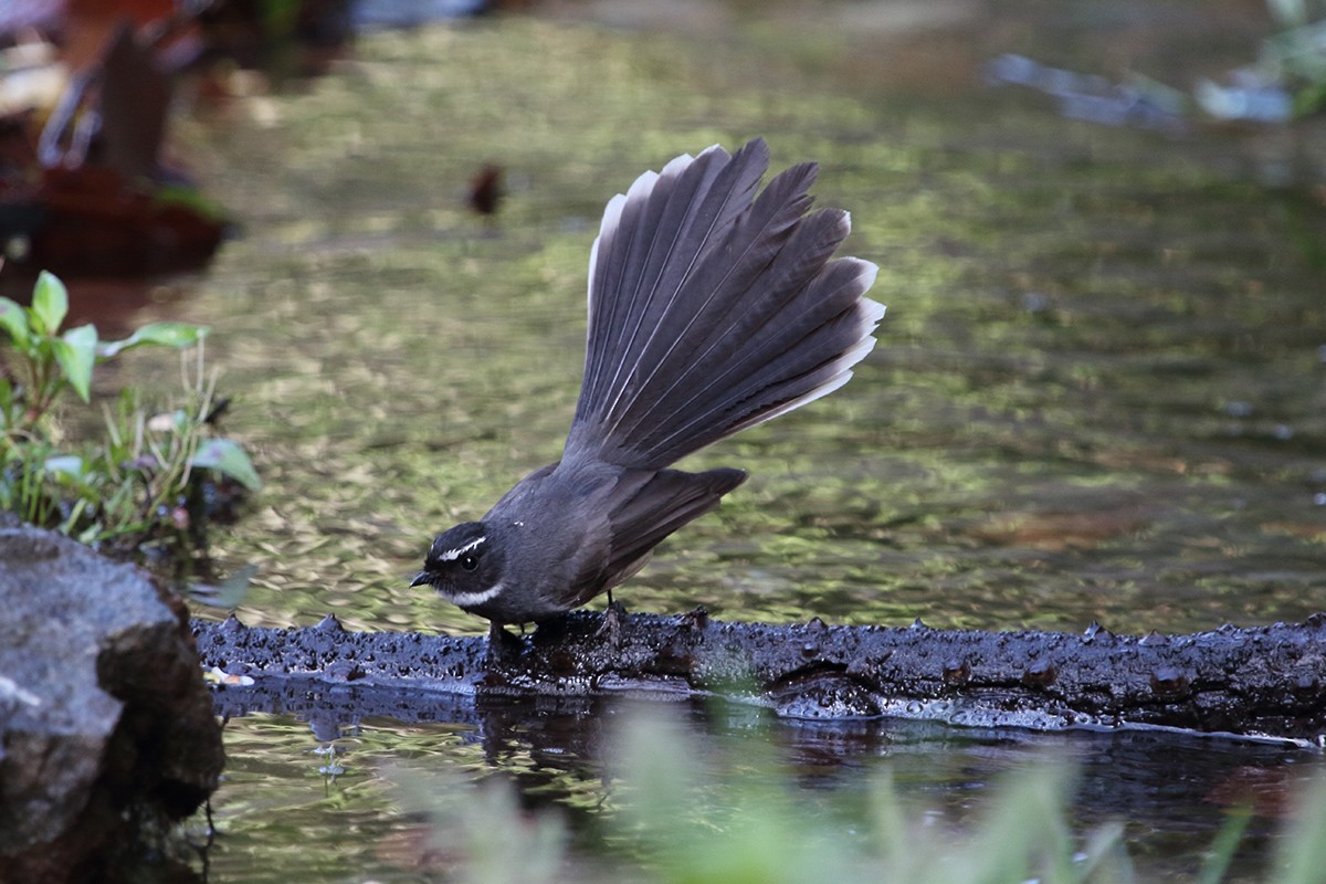 White-throated Fantail - ML616156131