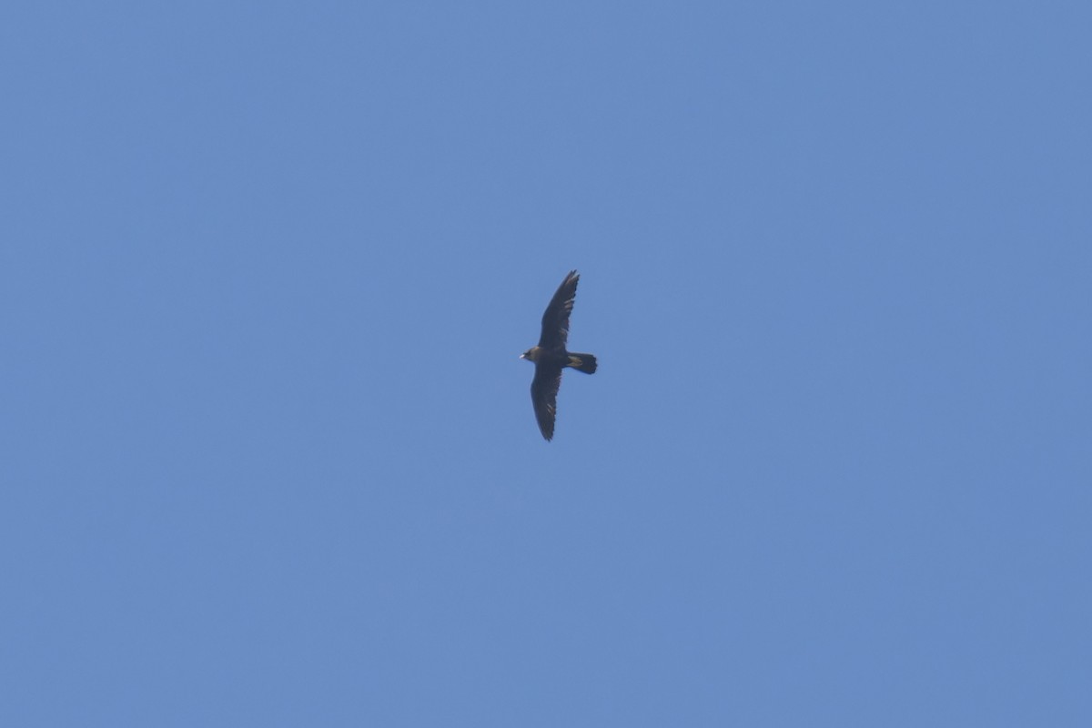 Peregrine Falcon (Indo-Pacific) - ML616156137