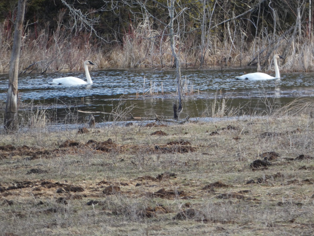 Trumpeter Swan - Tom Wheatley