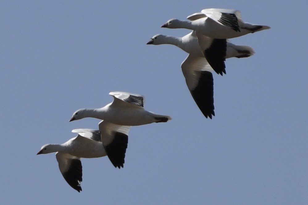 Ross's Goose - ML616156164