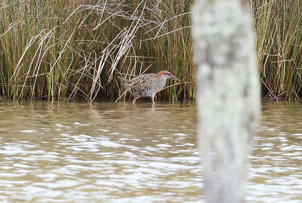 Buff-banded Rail - Ashley Banwell