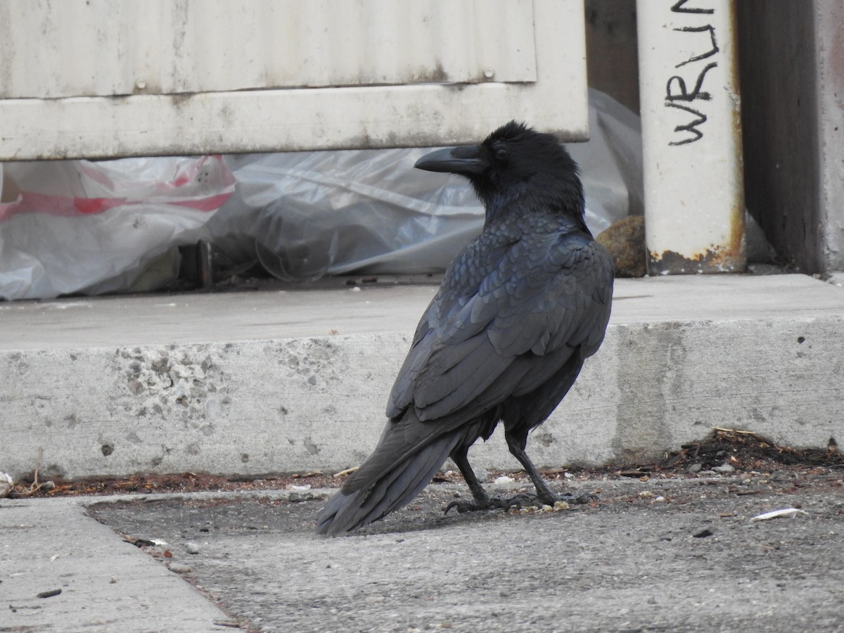 Common Raven - ML616156194