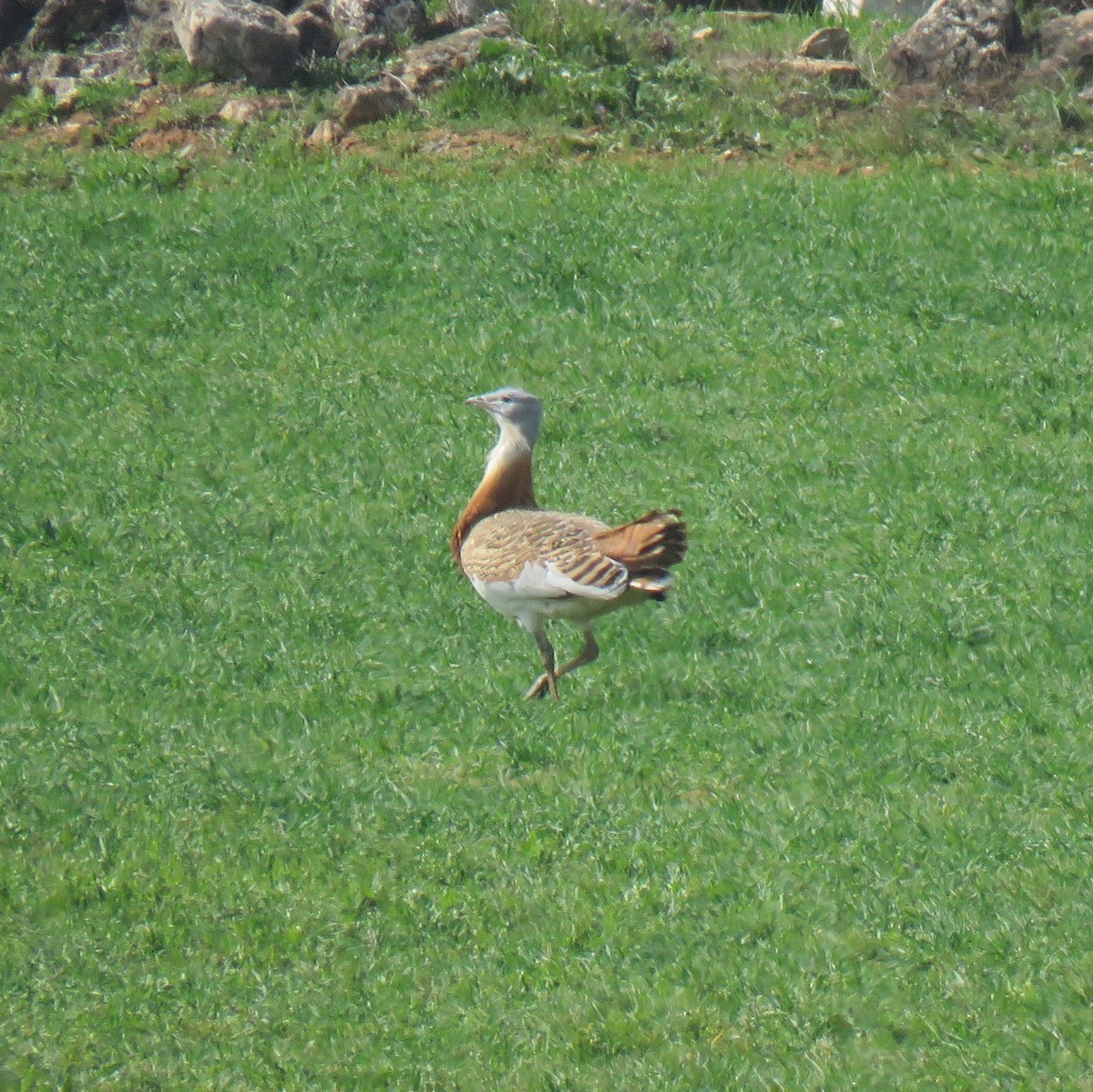 Great Bustard - ML616156198