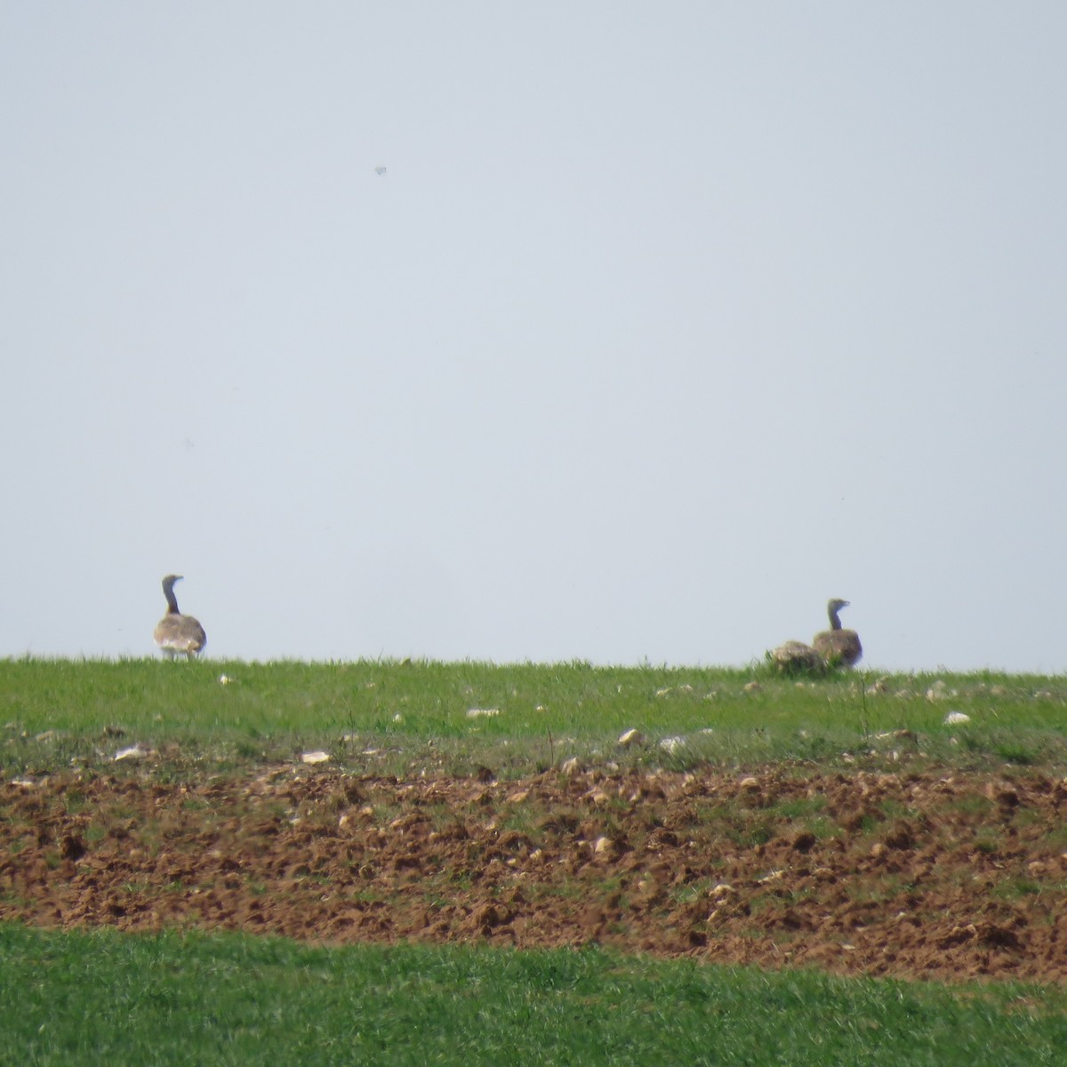 Great Bustard - ML616156199