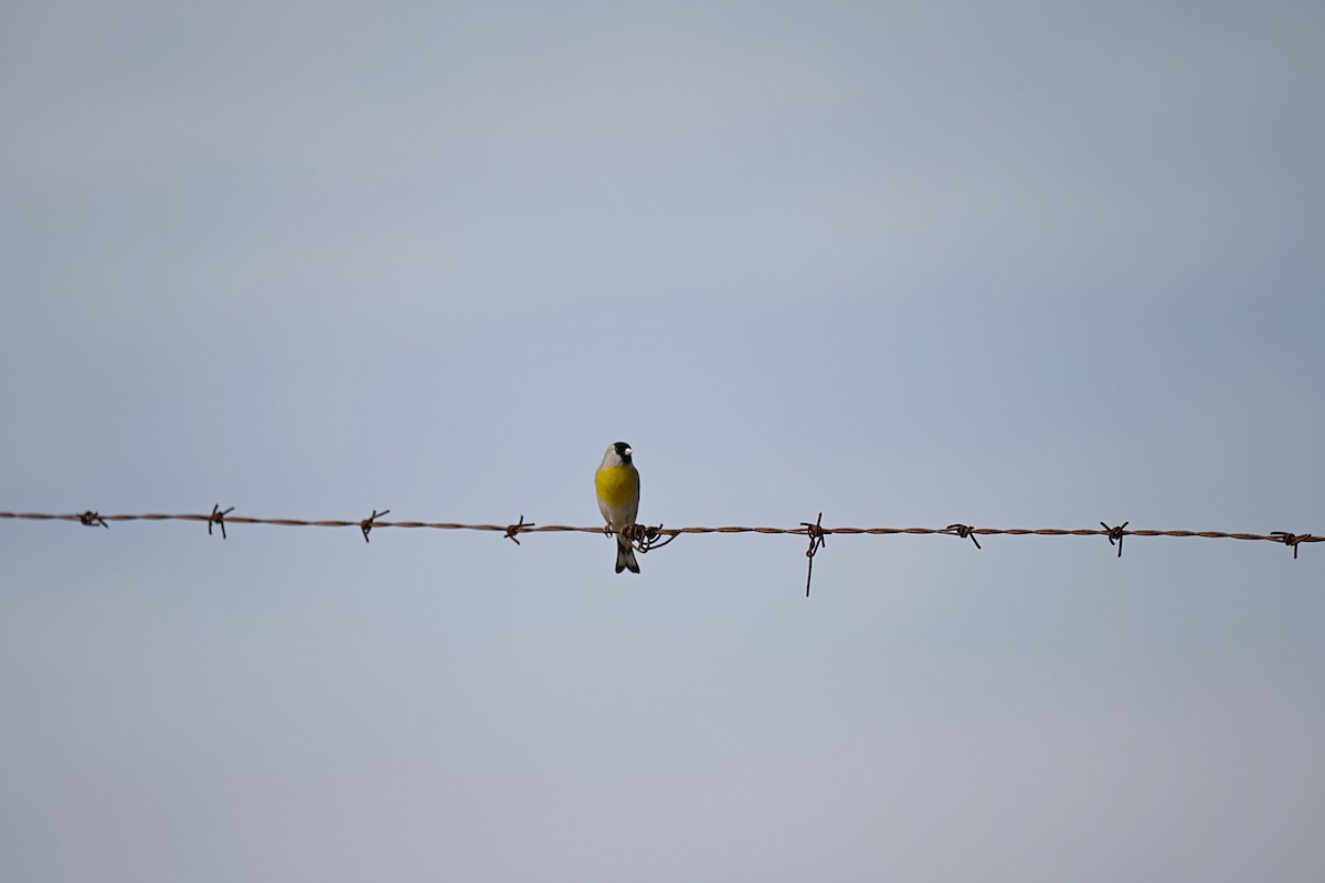 Lawrence's Goldfinch - ML616156206