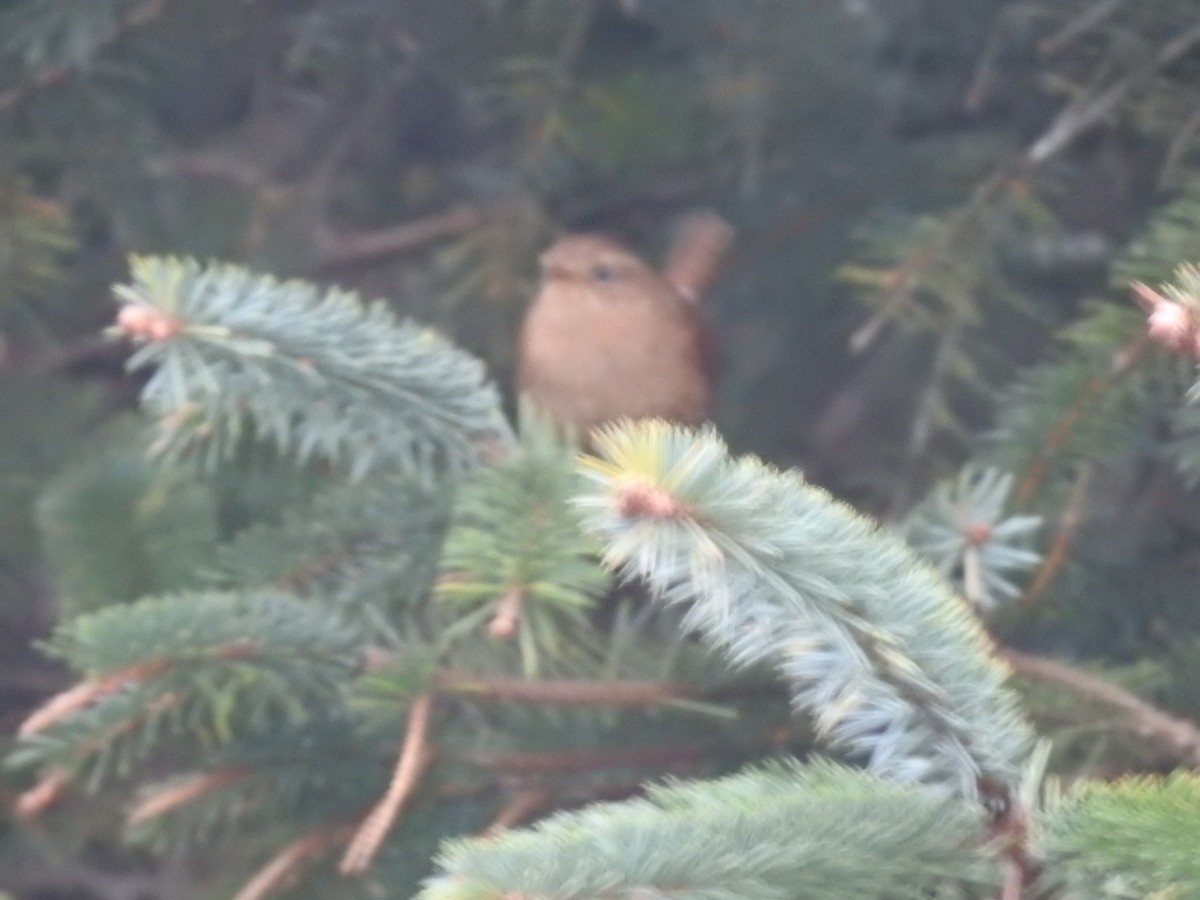 Pacific Wren - ML616156257