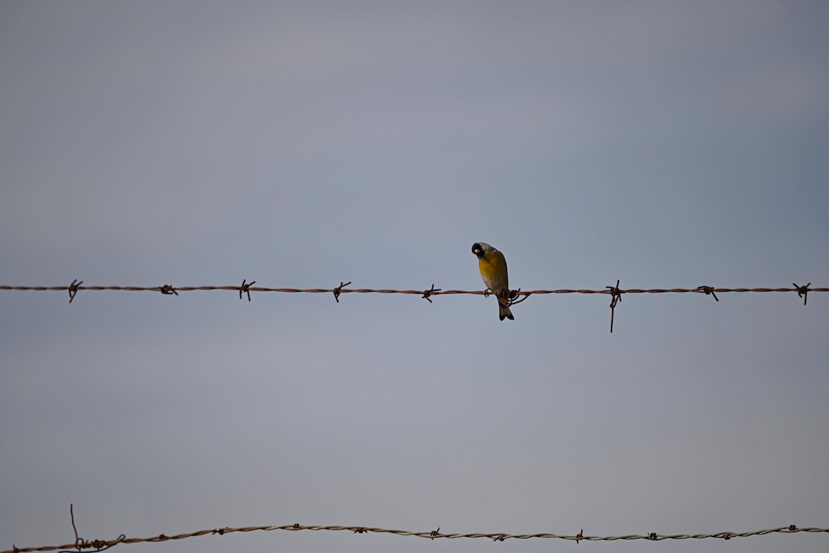 Lawrence's Goldfinch - ML616156263