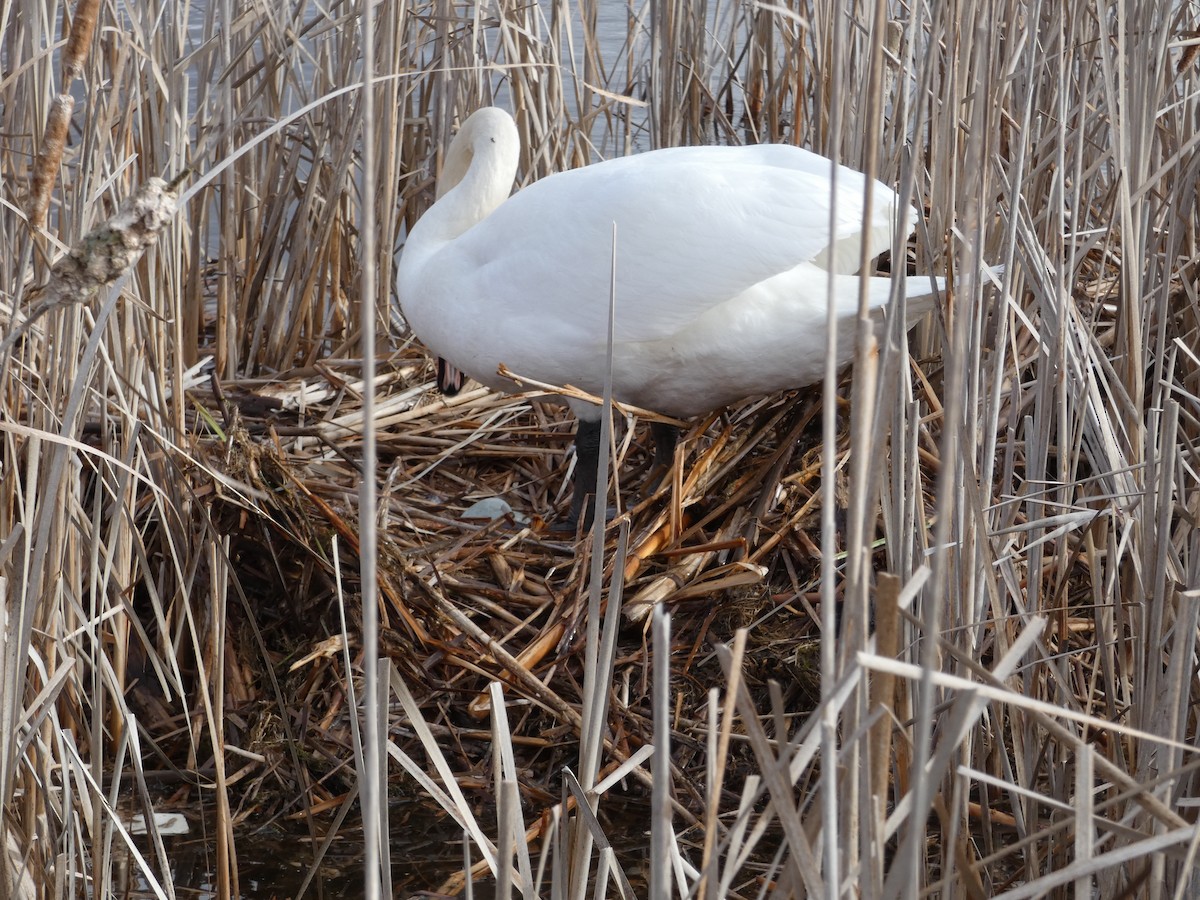 Mute Swan - ML616156290