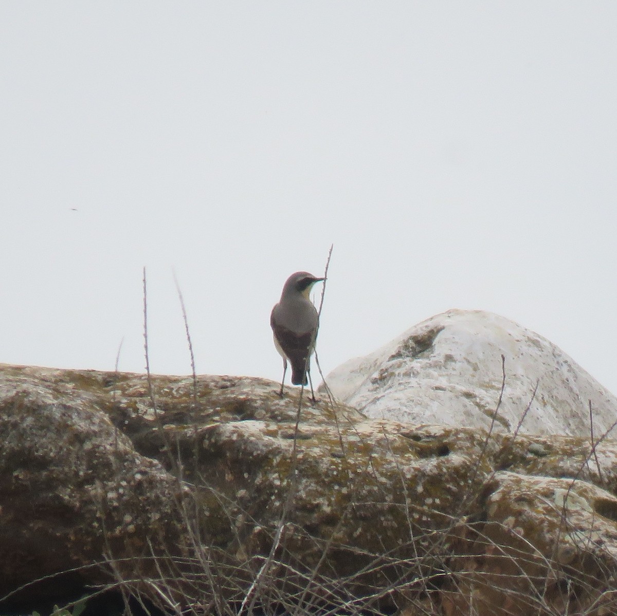 Northern Wheatear - ML616156326