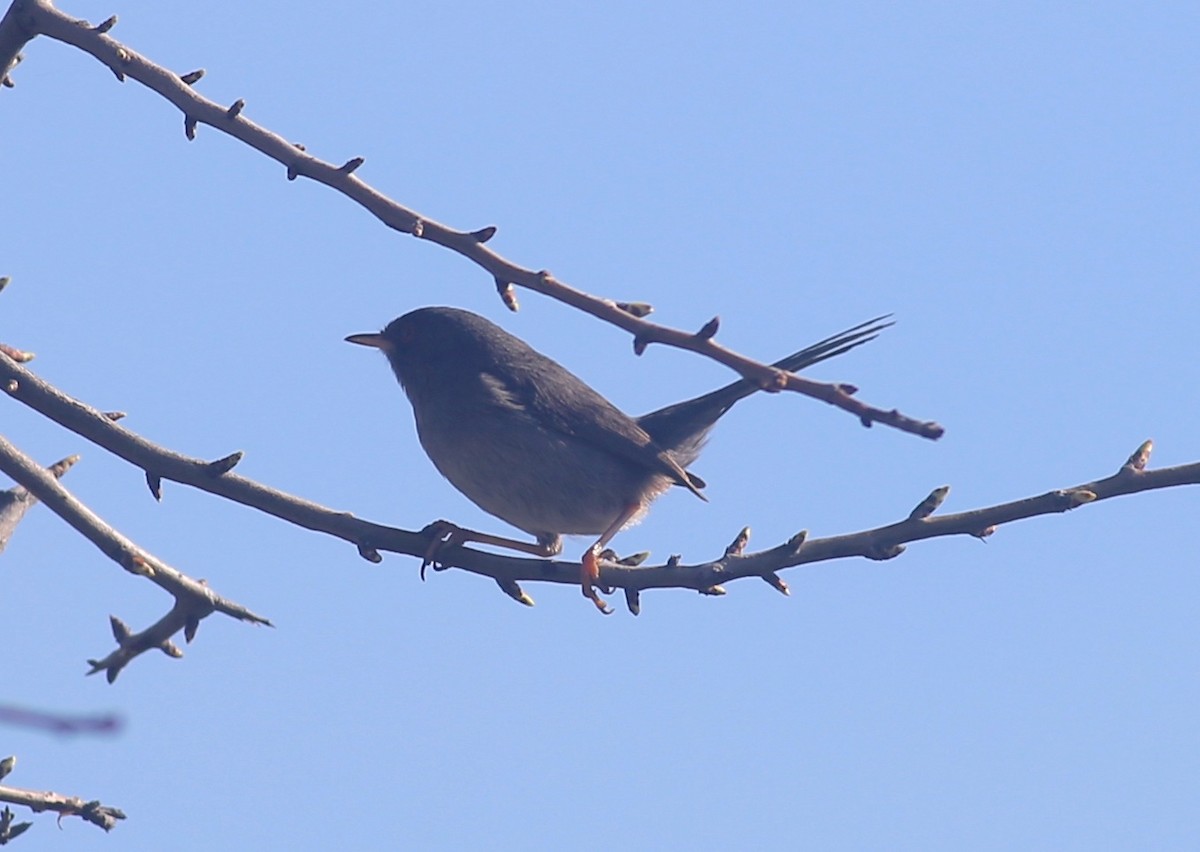 Dartford Warbler - ML616156338