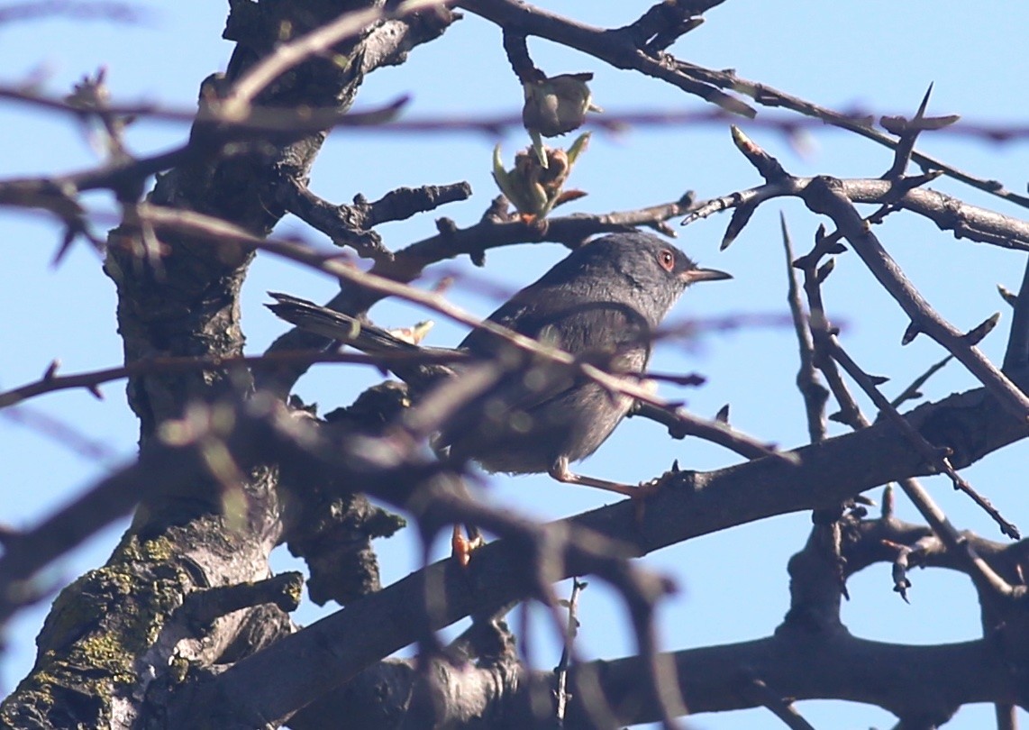 Dartford Warbler - ML616156339