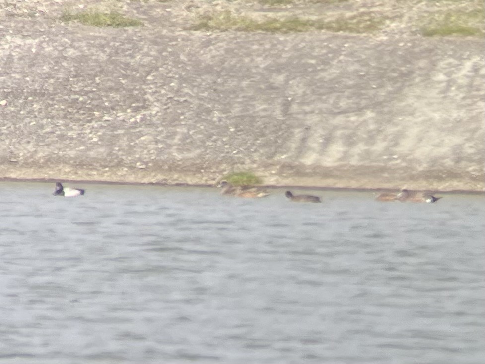 American Wigeon - Jesse Haaf