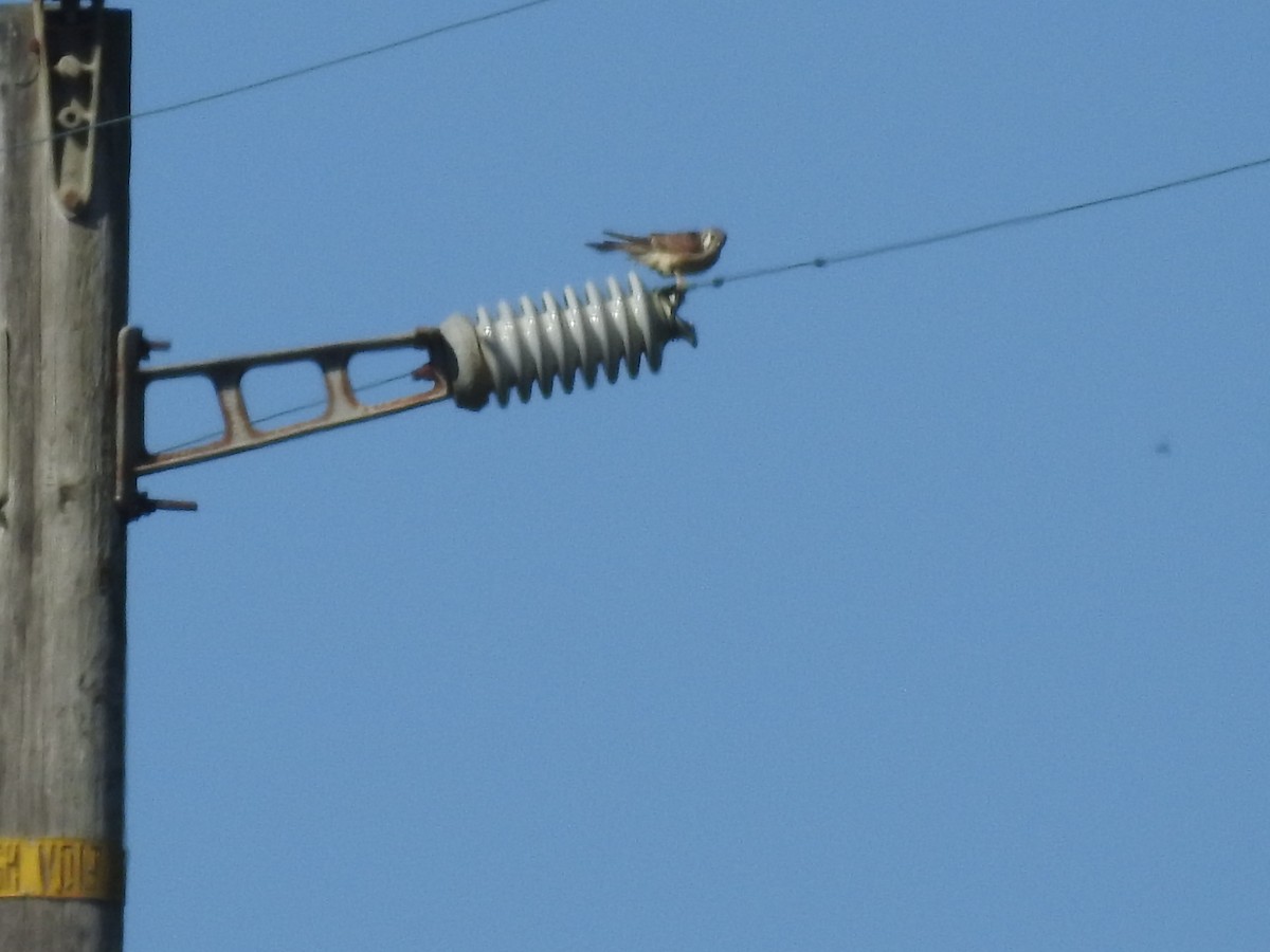 American Kestrel - ML616156441