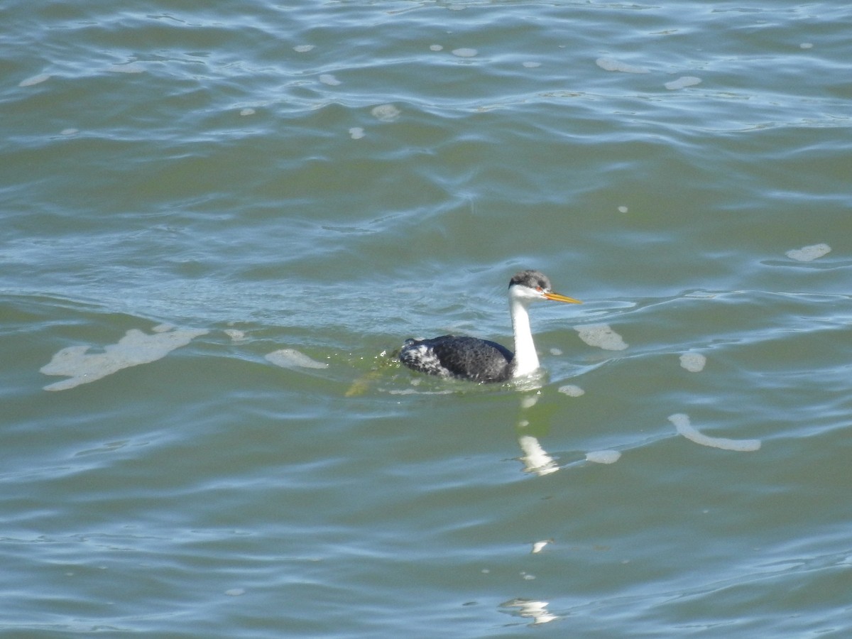 Western Grebe - ML616156472