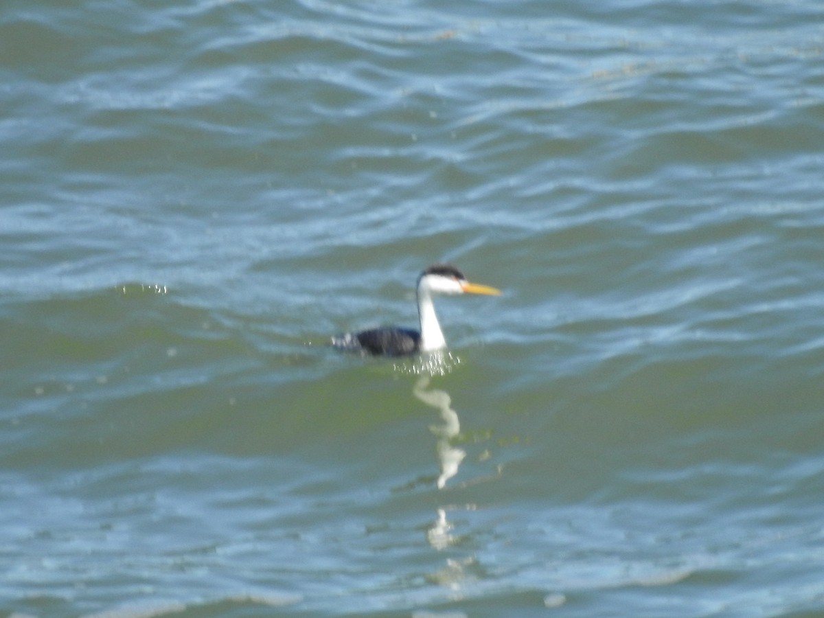 Western Grebe - ML616156473