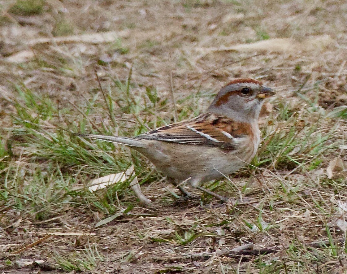 American Tree Sparrow - ML616156545