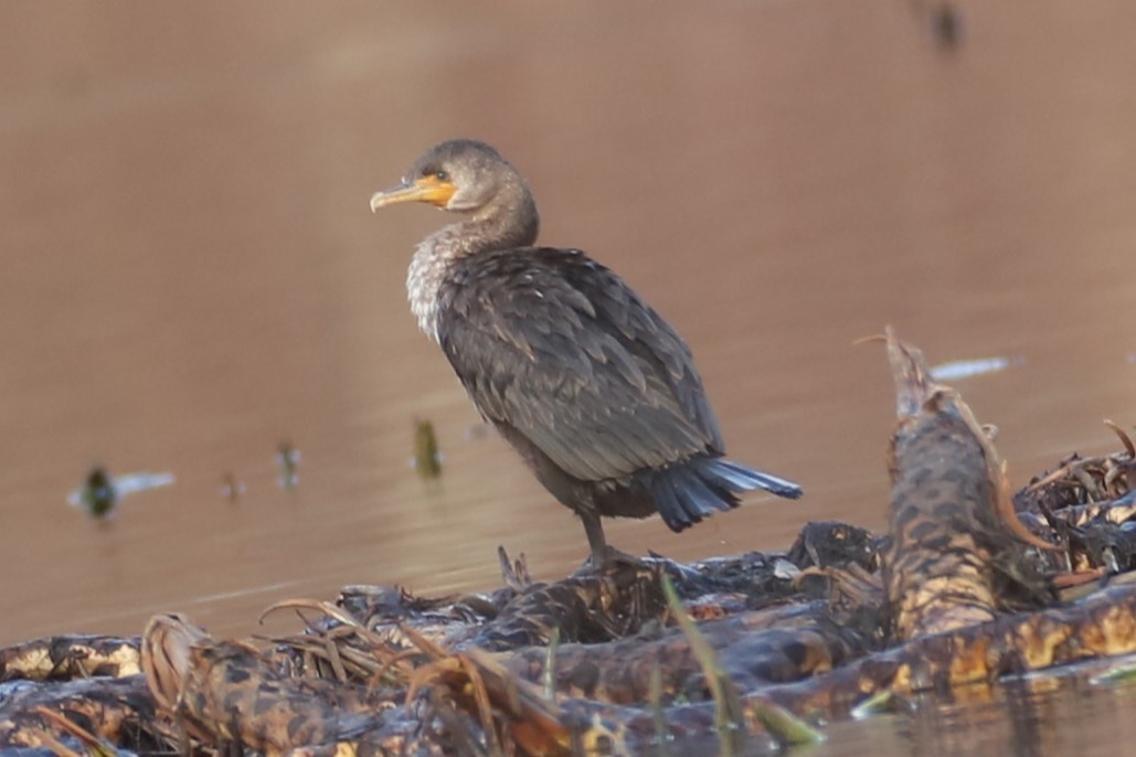 Double-crested Cormorant - ML616156628