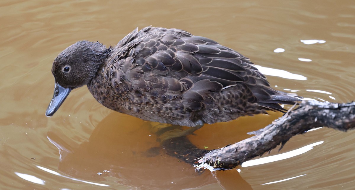 Brown Teal - Ashley Banwell