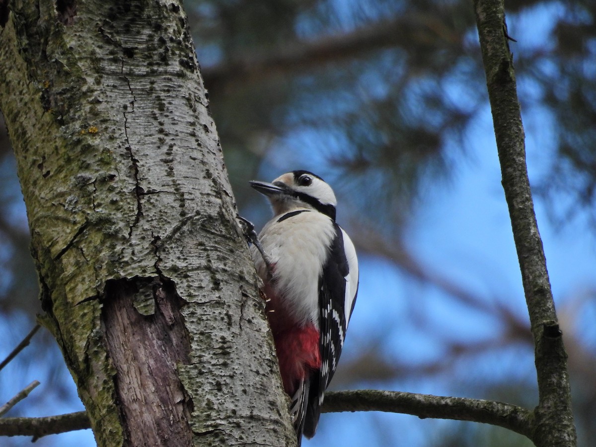 Great Spotted Woodpecker - ML616156879