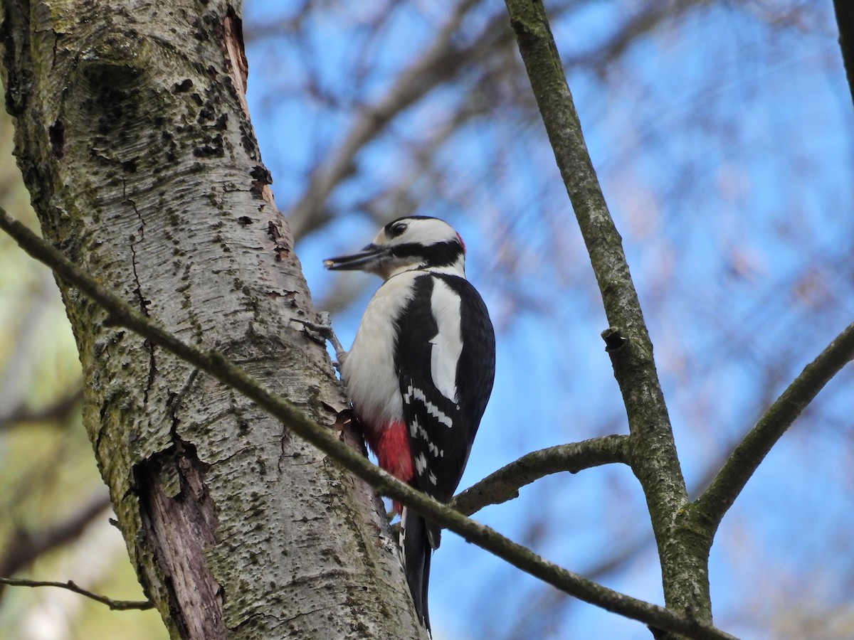 Great Spotted Woodpecker - ML616156880