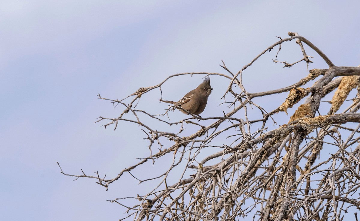 Phainopepla - Rolando Tomas Pasos Pérez