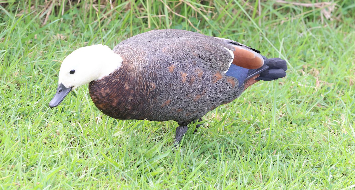 Paradise Shelduck - ML616156923