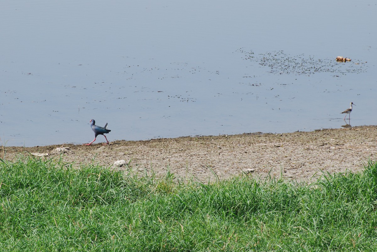 African Swamphen - ML616156924