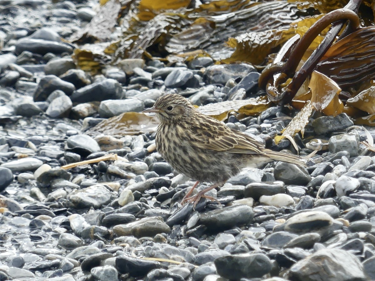 South Georgia Pipit - ML616156928