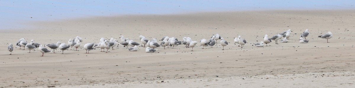 Gaviota Plateada - ML616156930