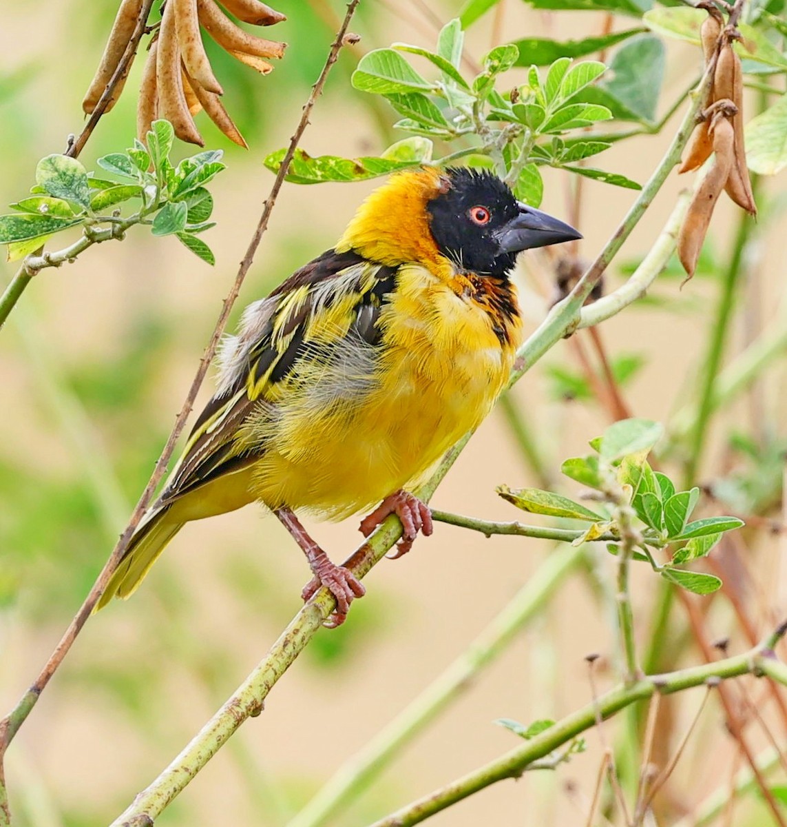 Village Weaver - ML616156938