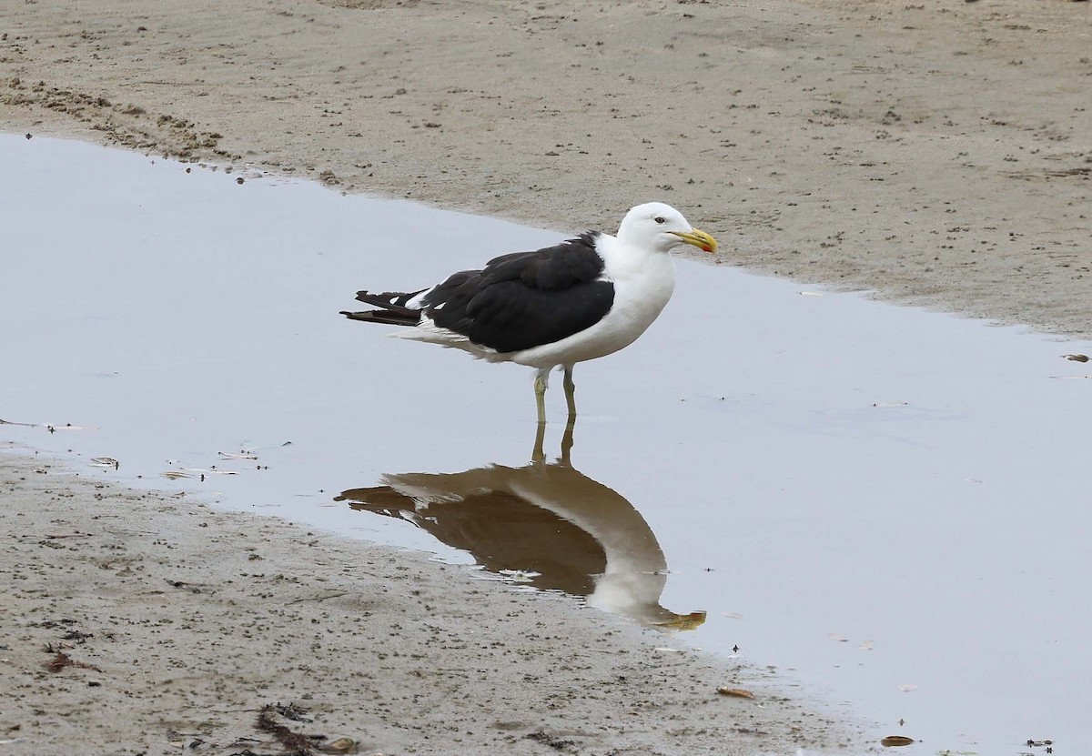 Kelp Gull - Ashley Banwell