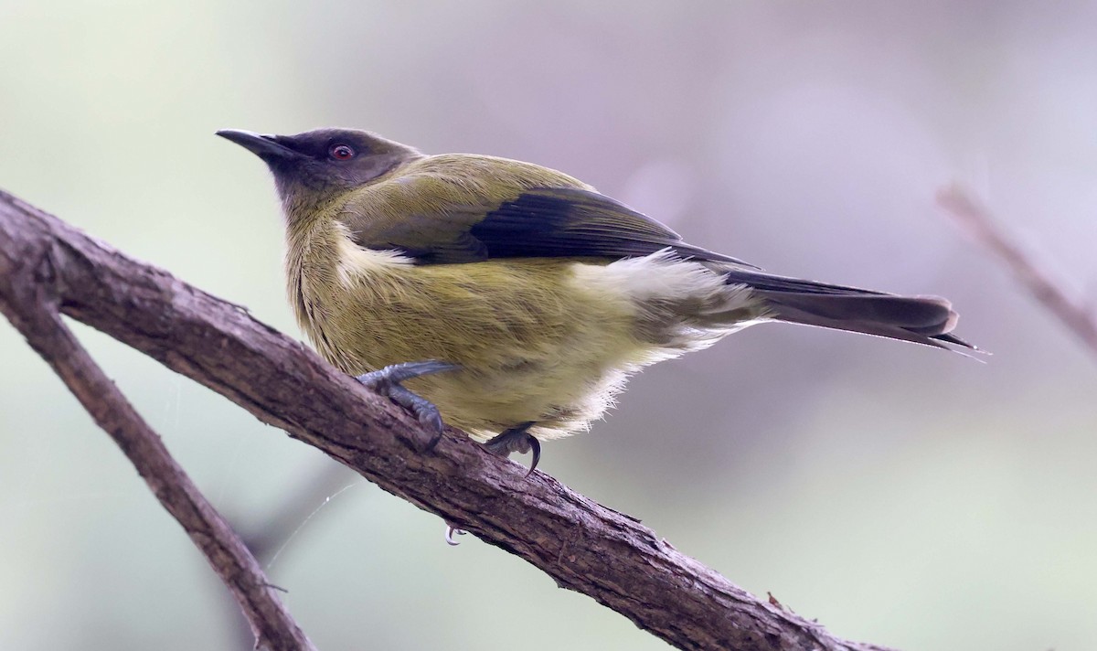 New Zealand Bellbird - Ashley Banwell